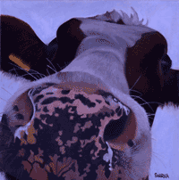 Cow painting Anybody Home.