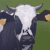 Clyde cow painting.