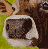 Jersey cow painting.