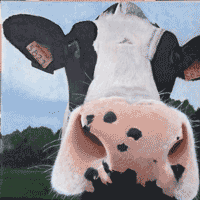 Nosey Nellie cow painting.