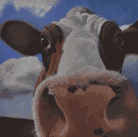 Nosey Parker cow painting.