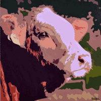 Pringles cow painting.