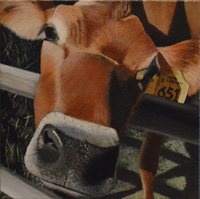 Painintg of cow named Gillian