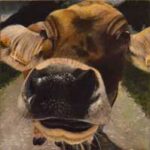 Painting of cow named Oliver